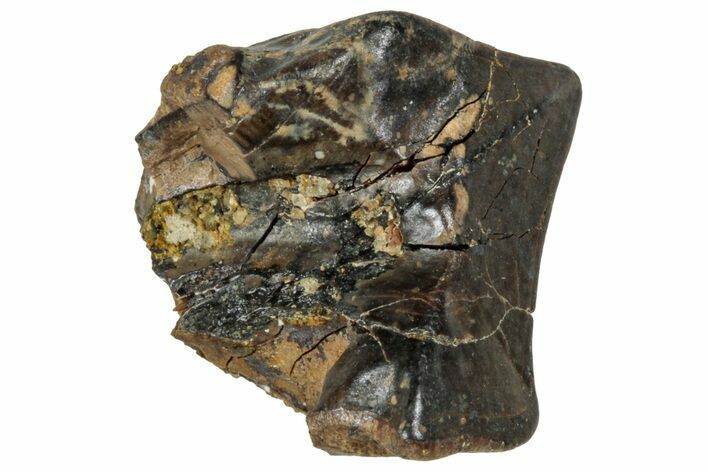 Fossil Triceratops Shed Tooth - Wyoming #358181
